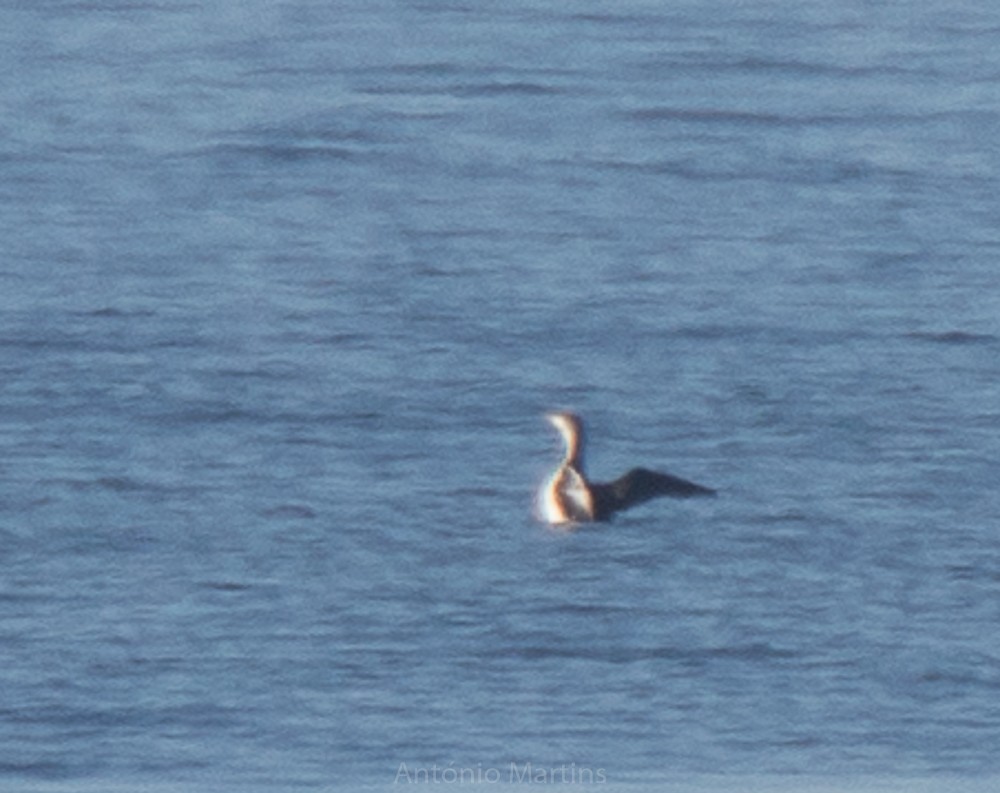 Red-throated Loon - ML132151041