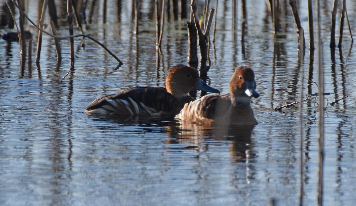 Fulvous Whistling-Duck - Kraig Cawley