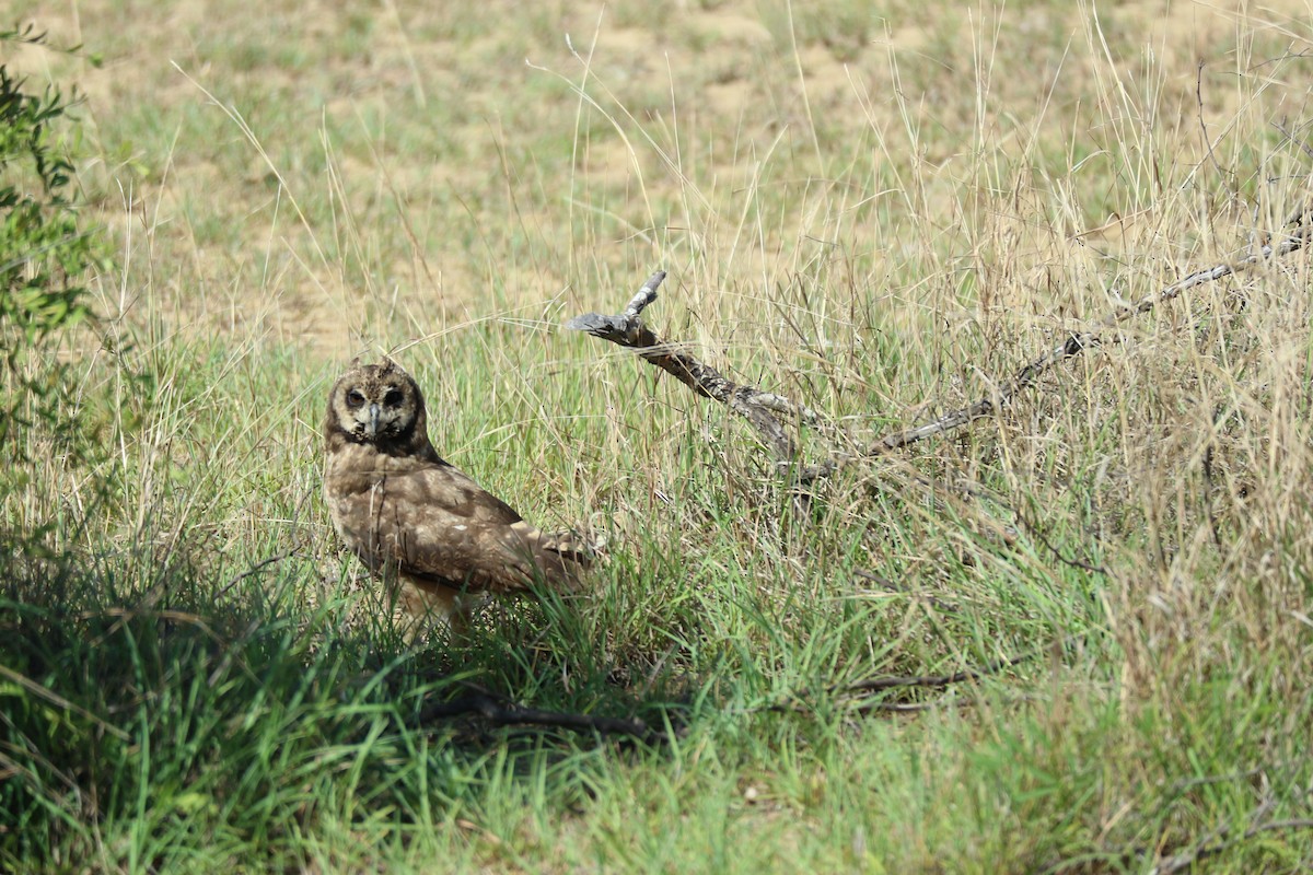 Marsh Owl - ML132151701