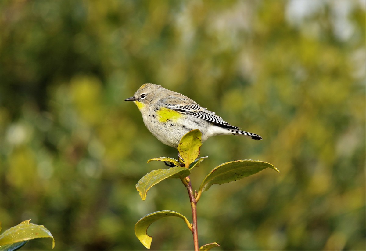 Yellow-rumped Warbler (Audubon's) - ML132152751