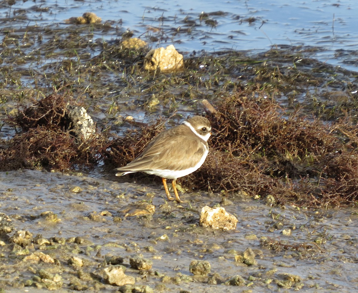 Semipalmated Plover - ML132153041