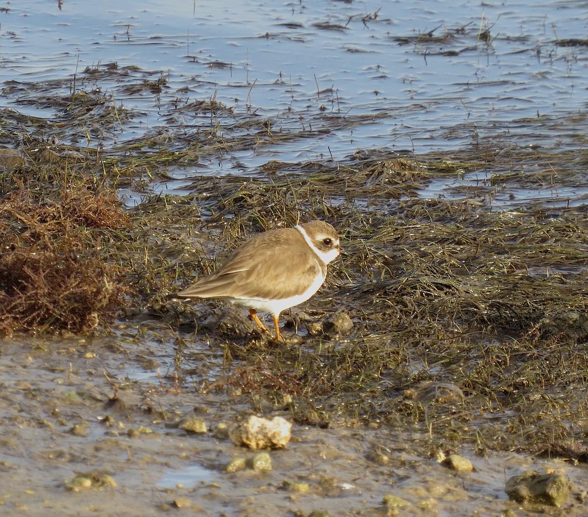 Semipalmated Plover - ML132153051