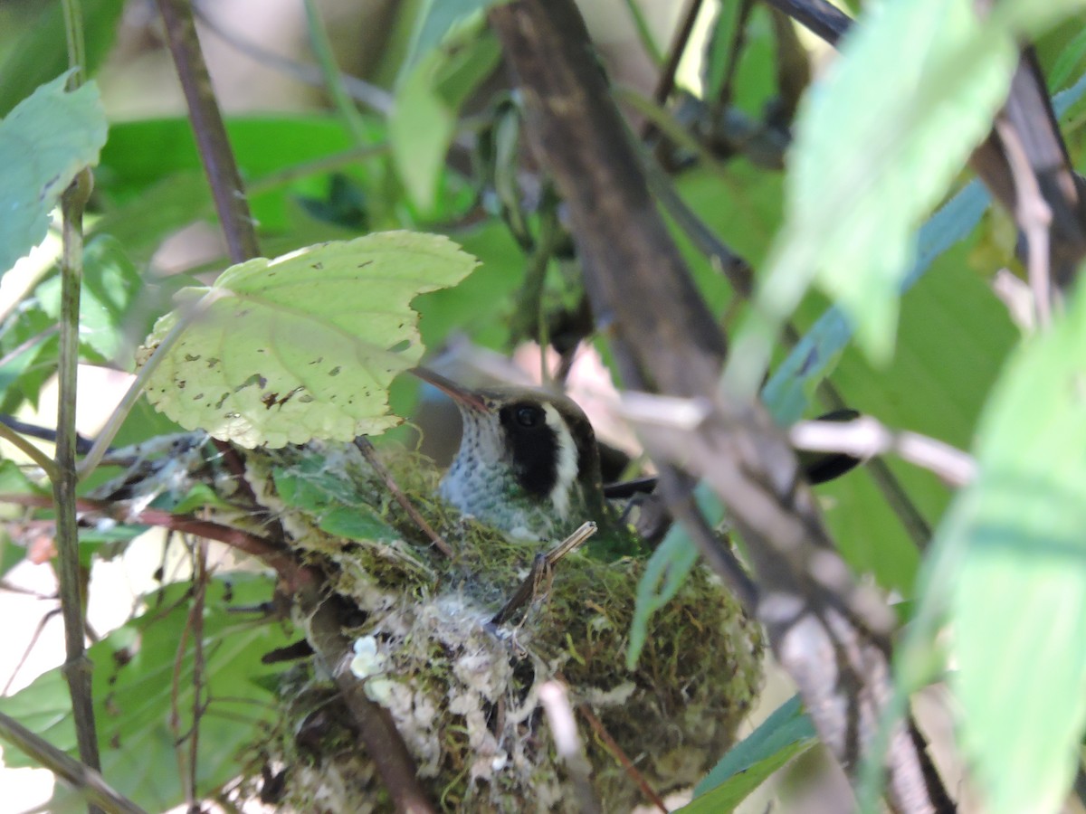 White-eared Hummingbird - pierre geoffray