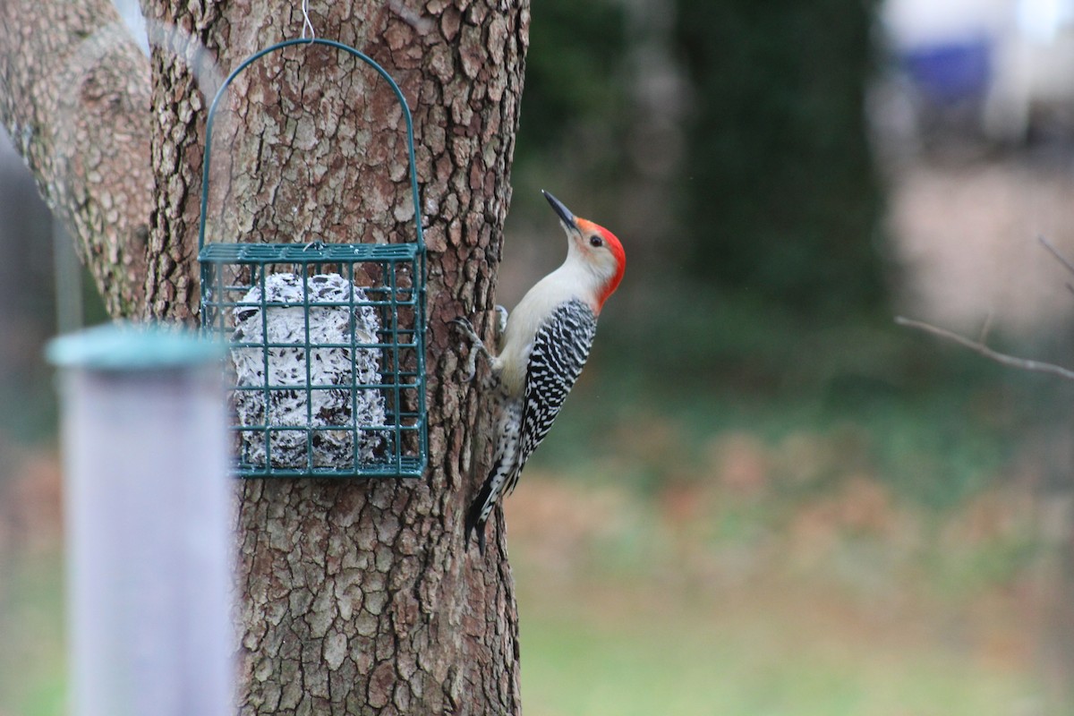 Red-bellied Woodpecker - ML132155971