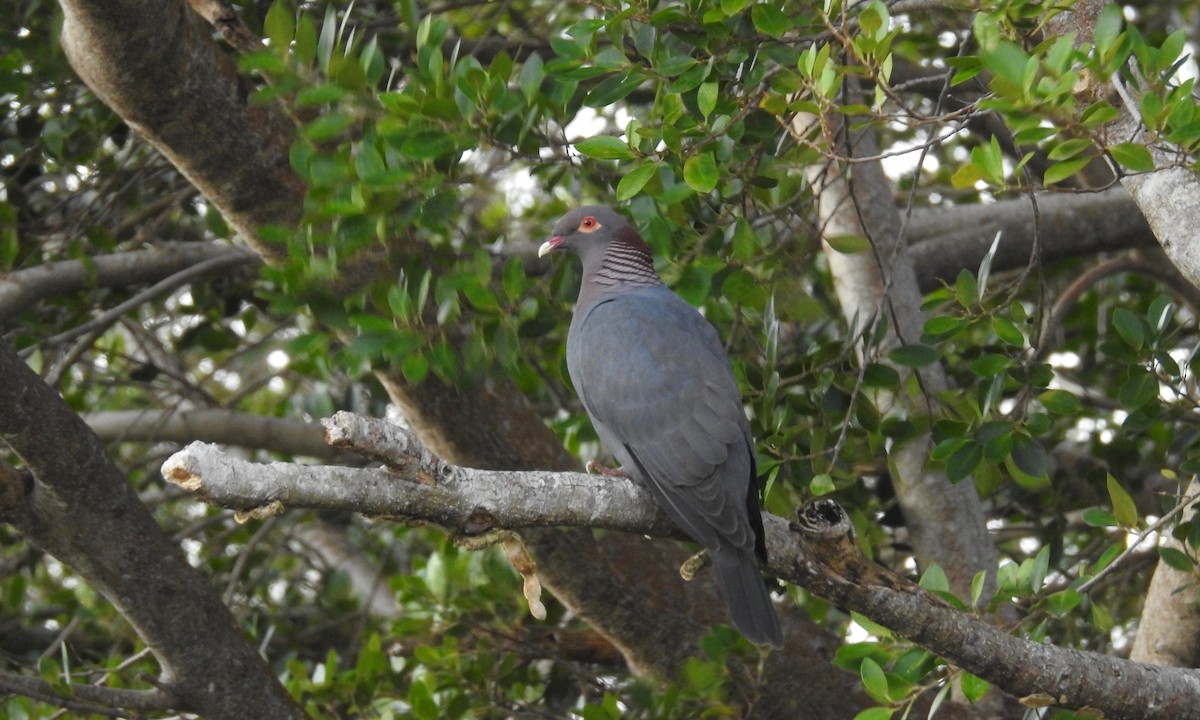 Scaly-naped Pigeon - ML132157461