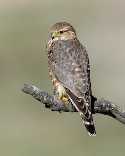 Merlin