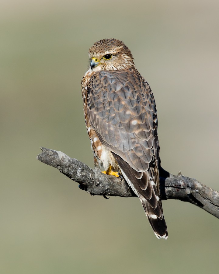 Merlin