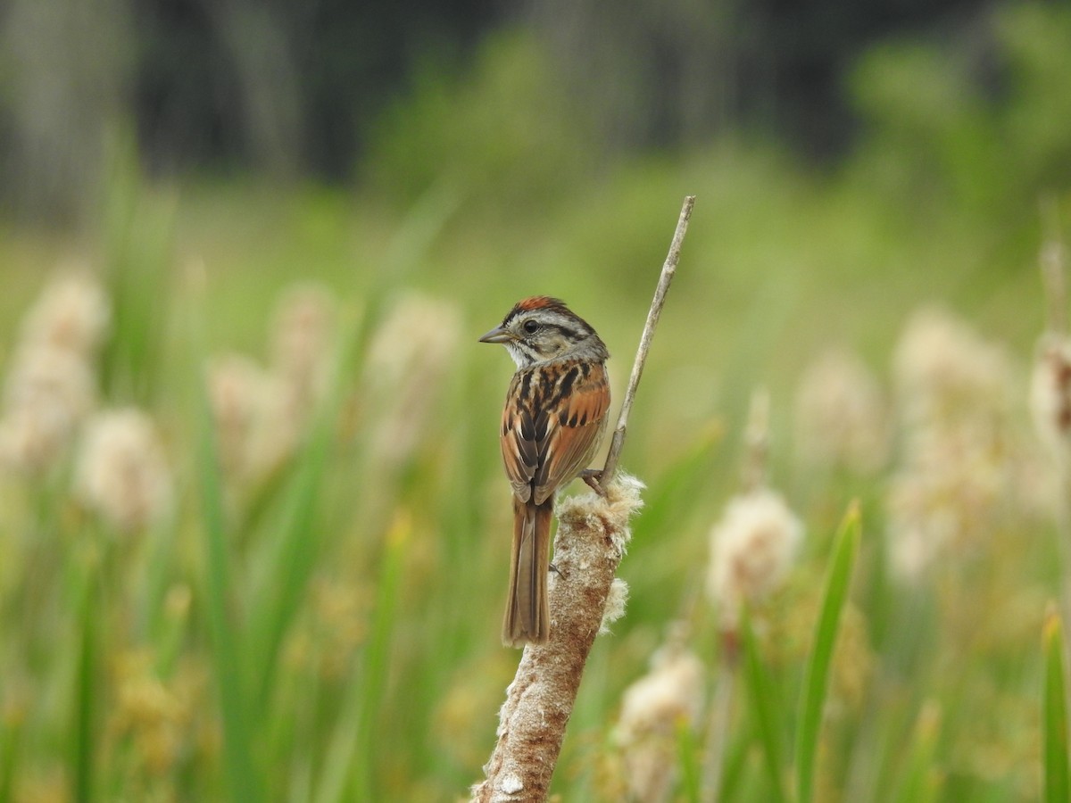 Swamp Sparrow - Nathan Mast