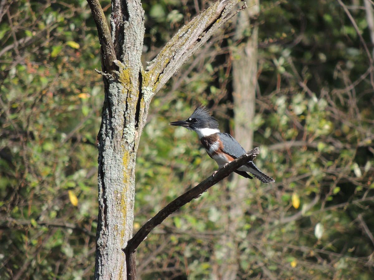 Belted Kingfisher - ML132159581