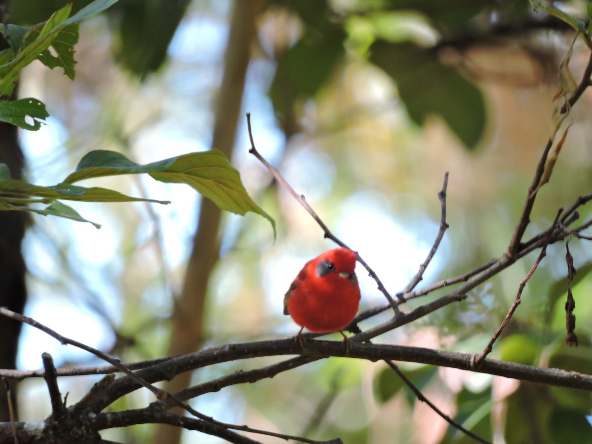 Red Warbler - pierre geoffray