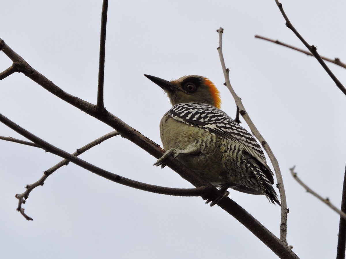 Golden-cheeked Woodpecker - ML132159861