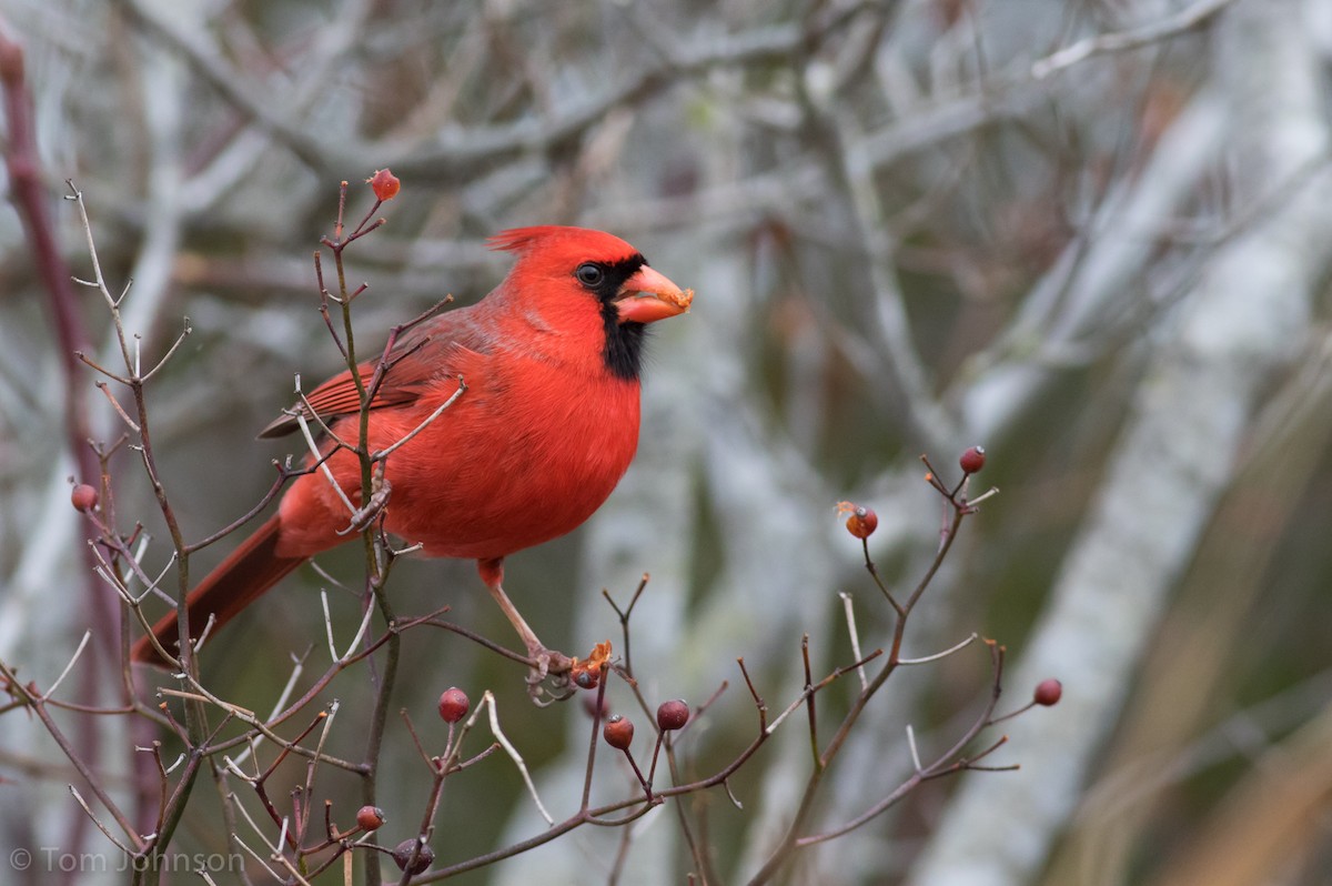 Cardinal rouge - ML132159971