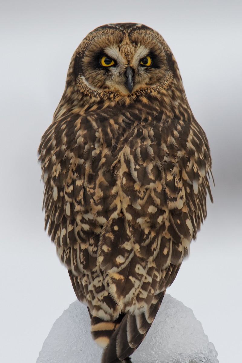 Short-eared Owl - Daniel Eslake