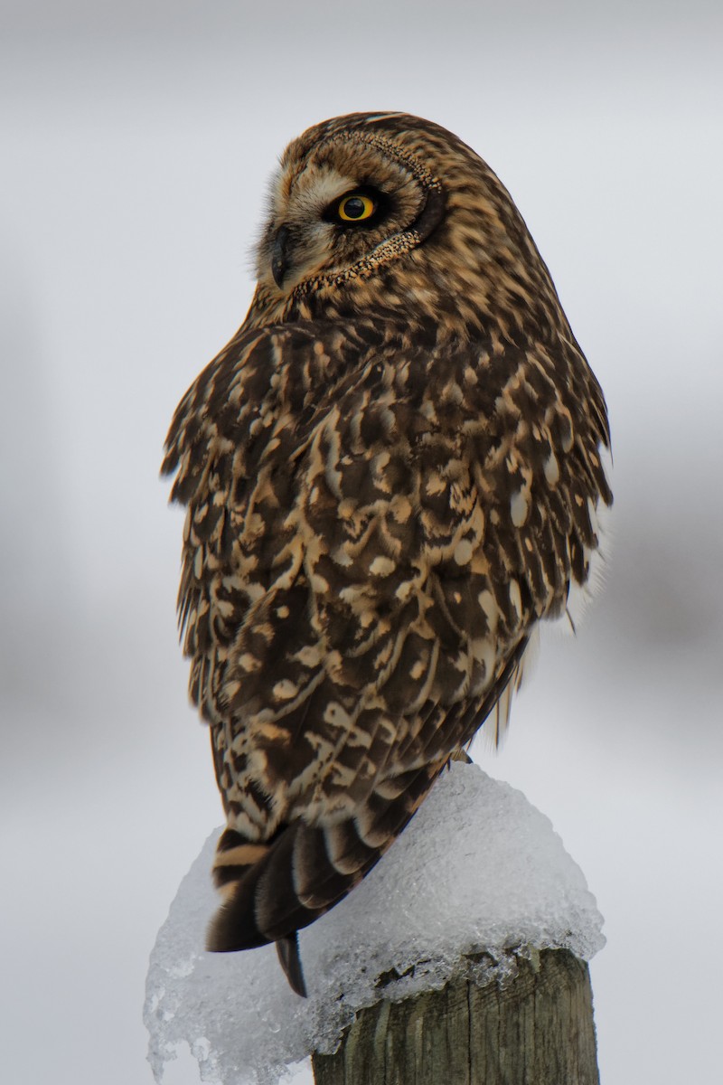 Short-eared Owl - ML132160691