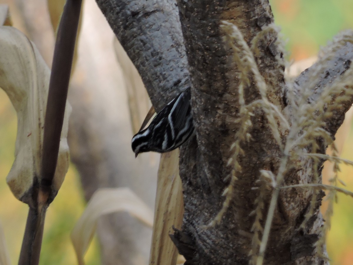 Black-and-white Warbler - ML132161751