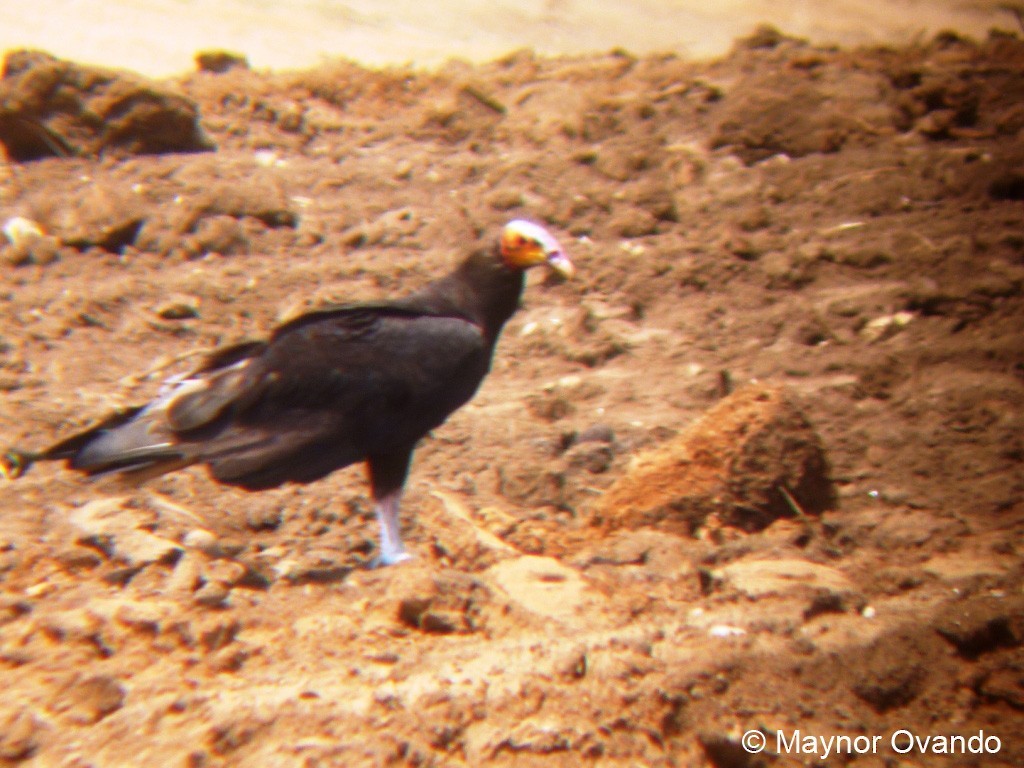 Lesser Yellow-headed Vulture - Maynor Ovando