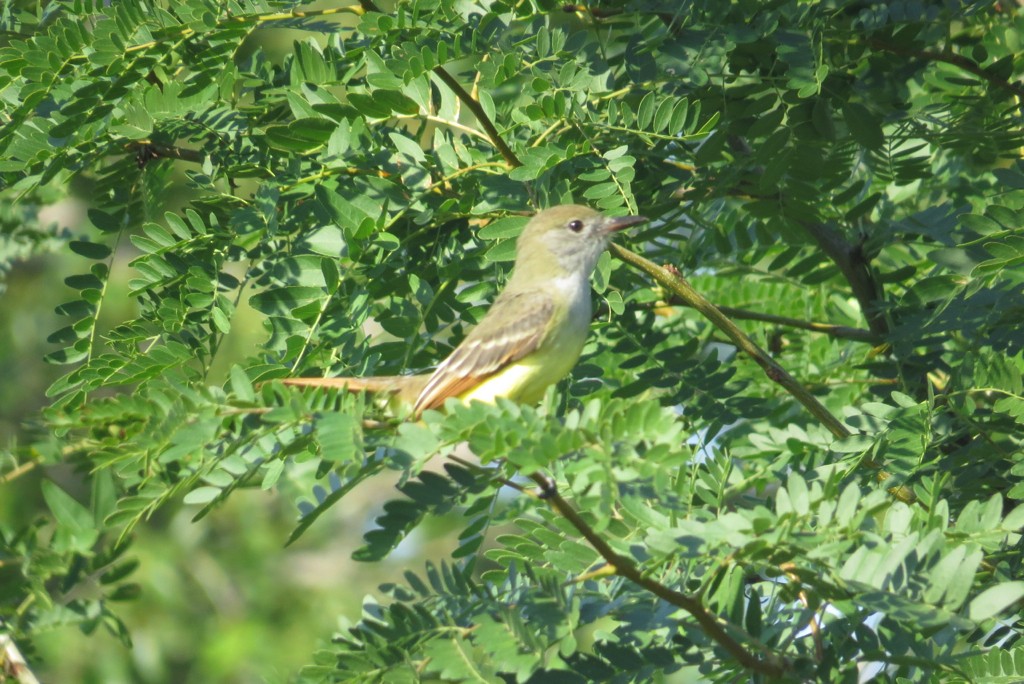 Great Crested Flycatcher - ML132162971