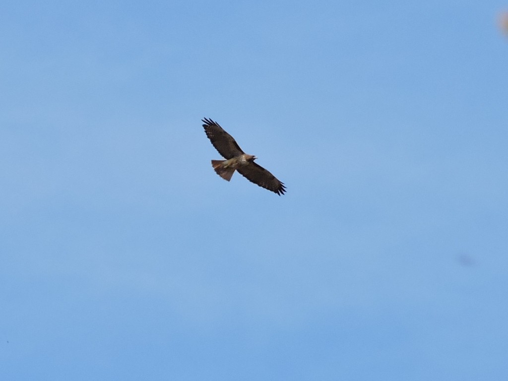 Red-tailed Hawk - ML132167971
