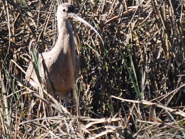 Long-billed Curlew - ML132168381