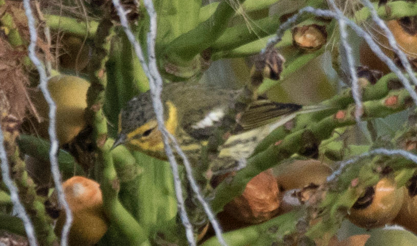 Cape May Warbler - ML132170111