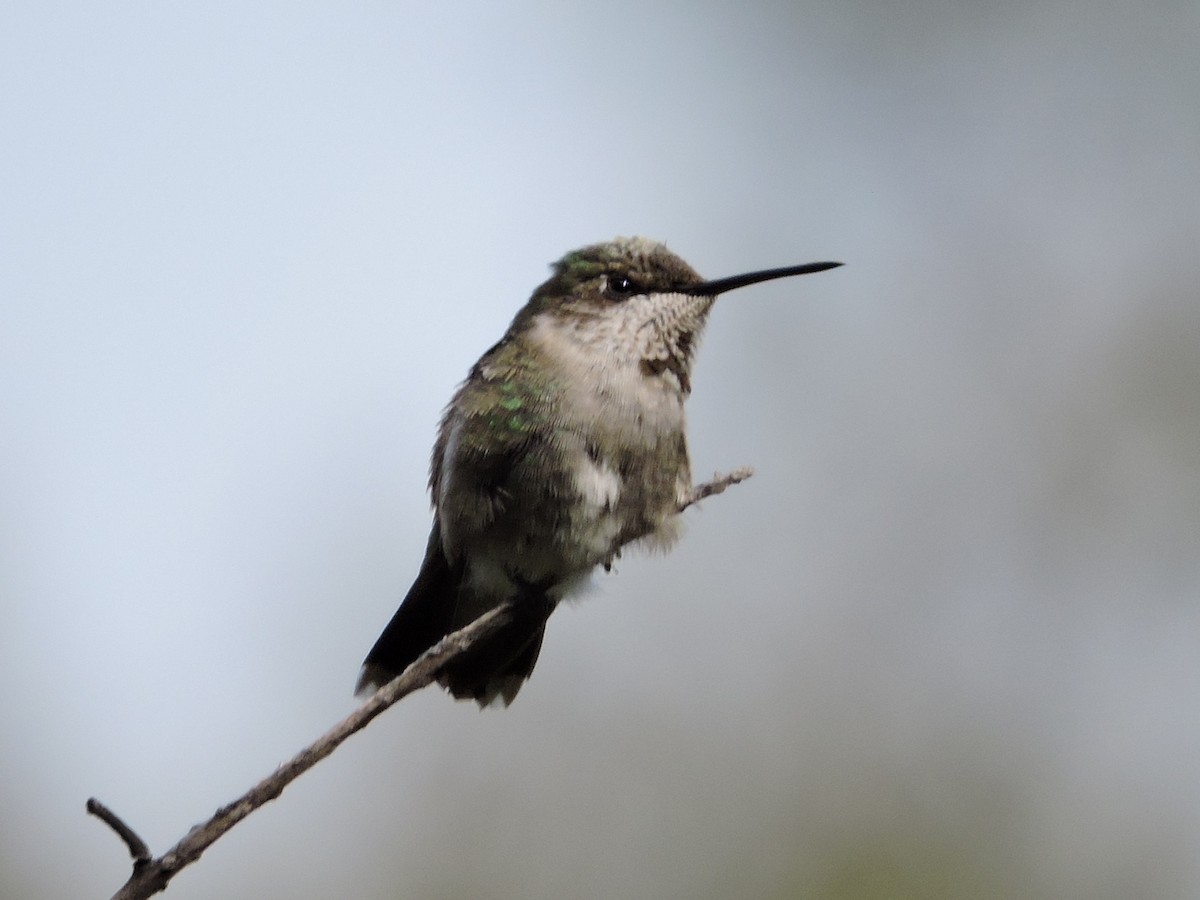Black-chinned Hummingbird - ML132170151