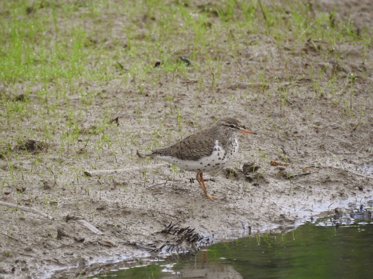 Spotted Sandpiper - Nathan Mast