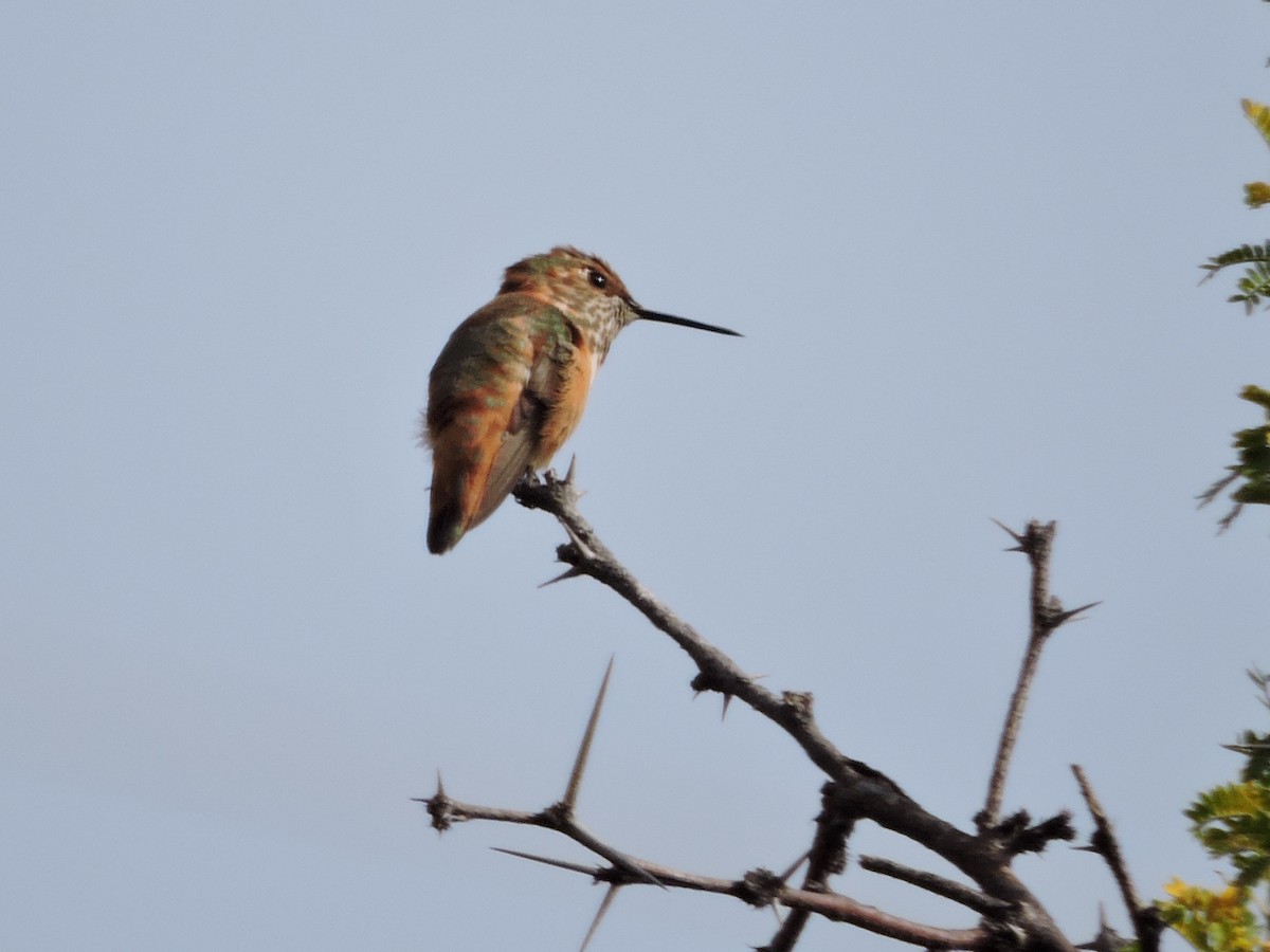 Allen's Hummingbird - ML132171411