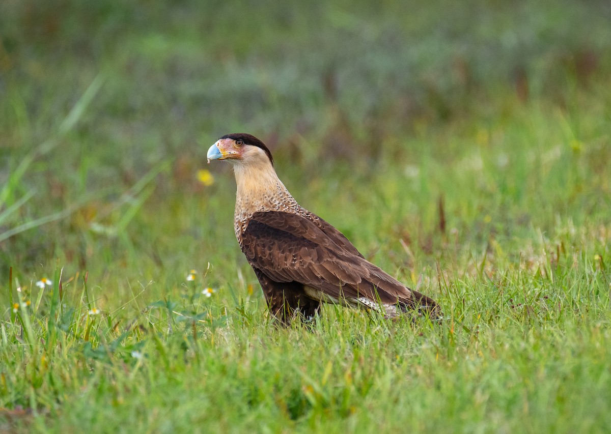 ML132171931 - Crested Caracara (Northern) - Macaulay Library