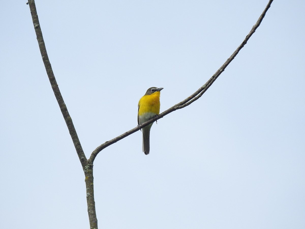 Yellow-breasted Chat - Nathan Mast