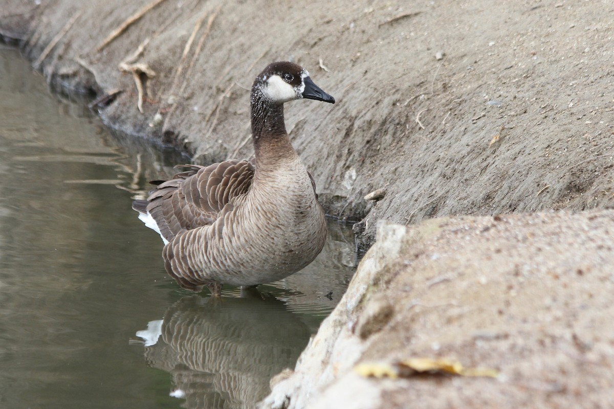 Domestic goose sp. x Canada Goose (hybrid) - ML132173031
