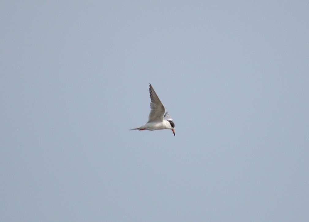 Common Tern - ML132175501
