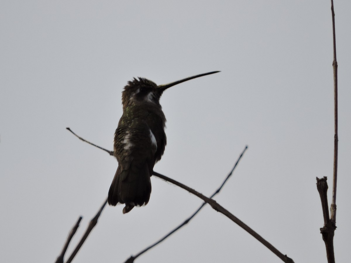 kolibřík achátový - ML132175871