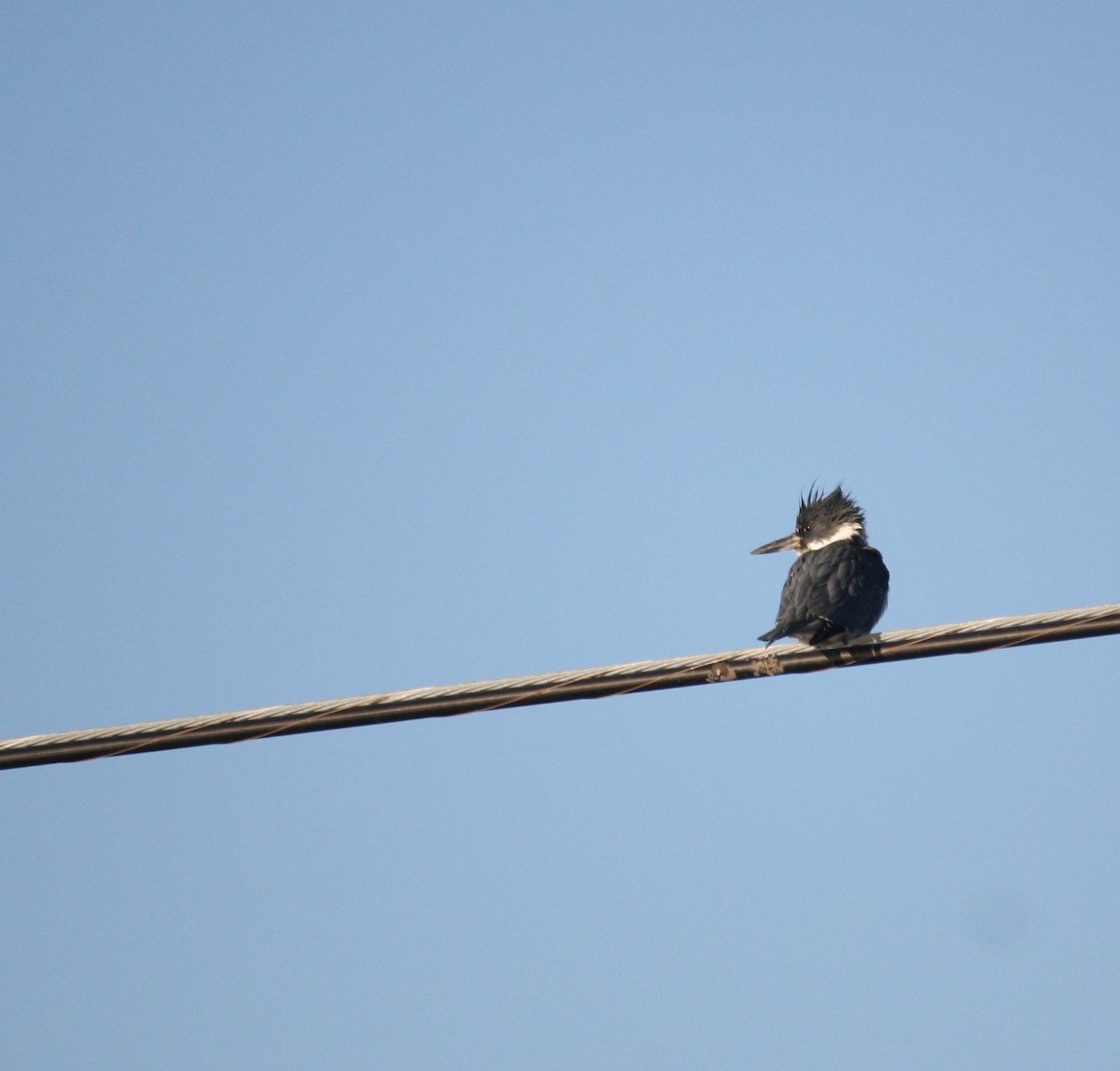 Belted Kingfisher - ML132180481