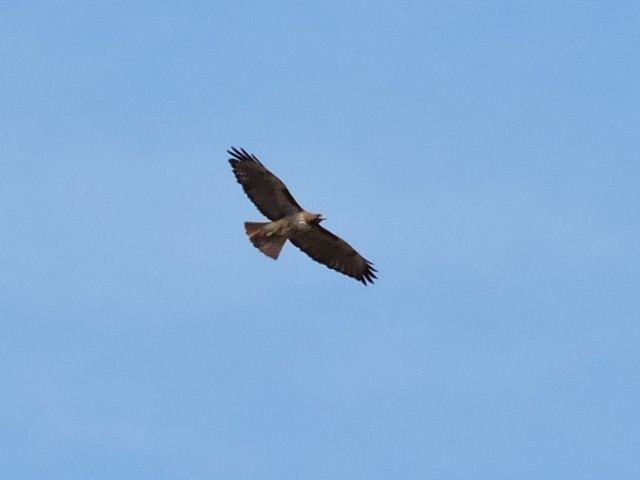 Red-tailed Hawk - ML132180671