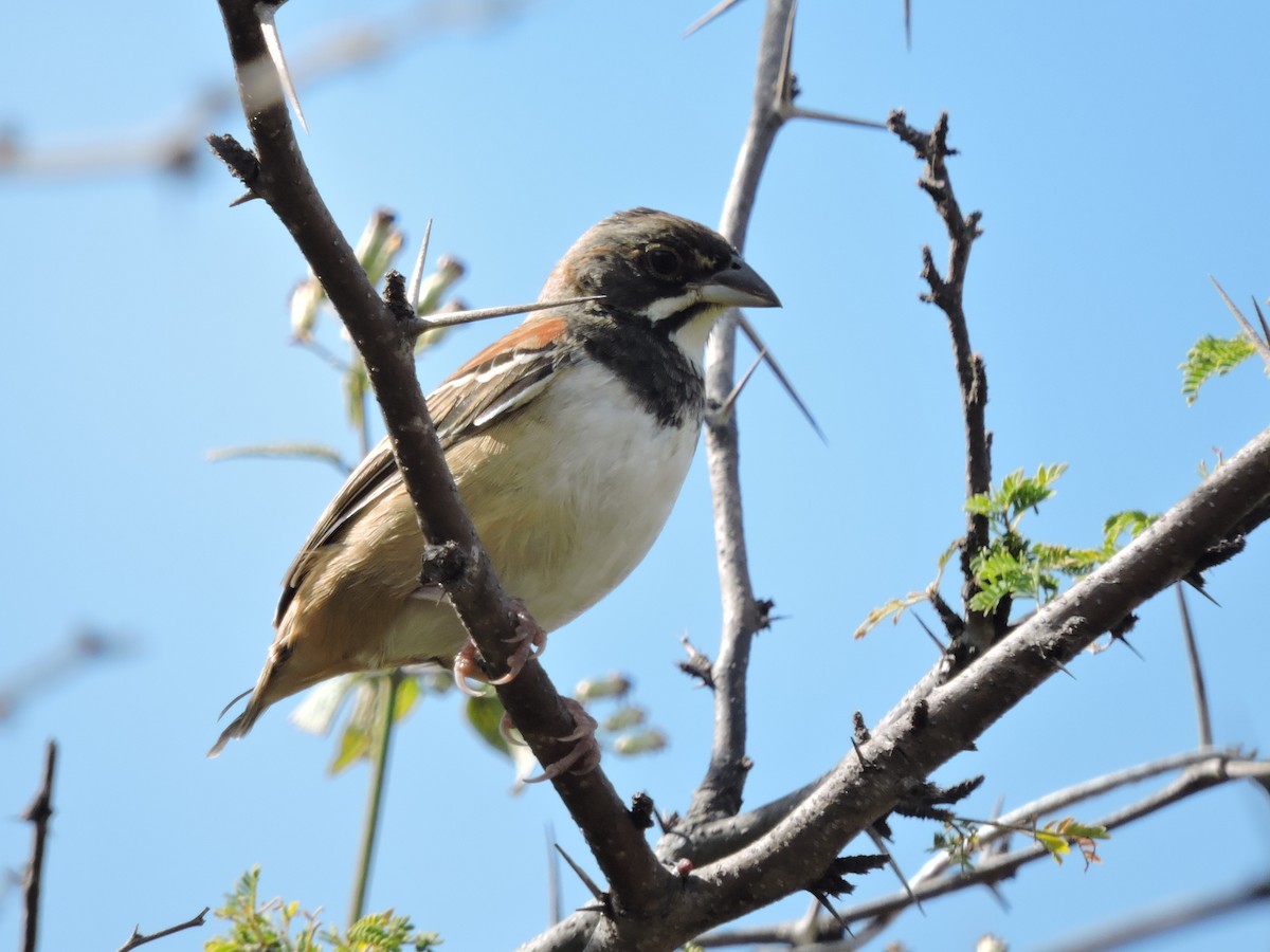Black-chested Sparrow - ML132181351
