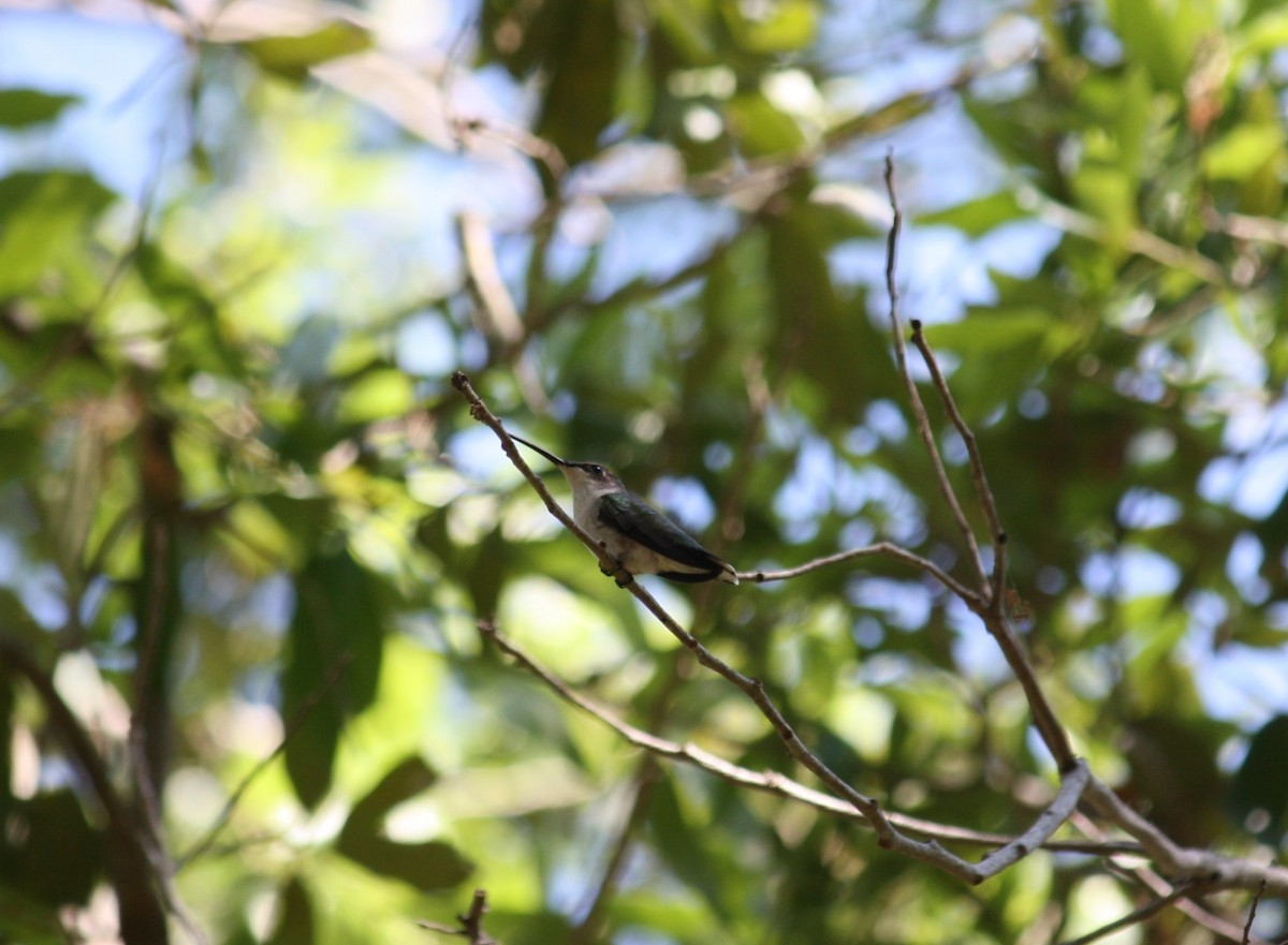 Ruby-throated Hummingbird - adam zions