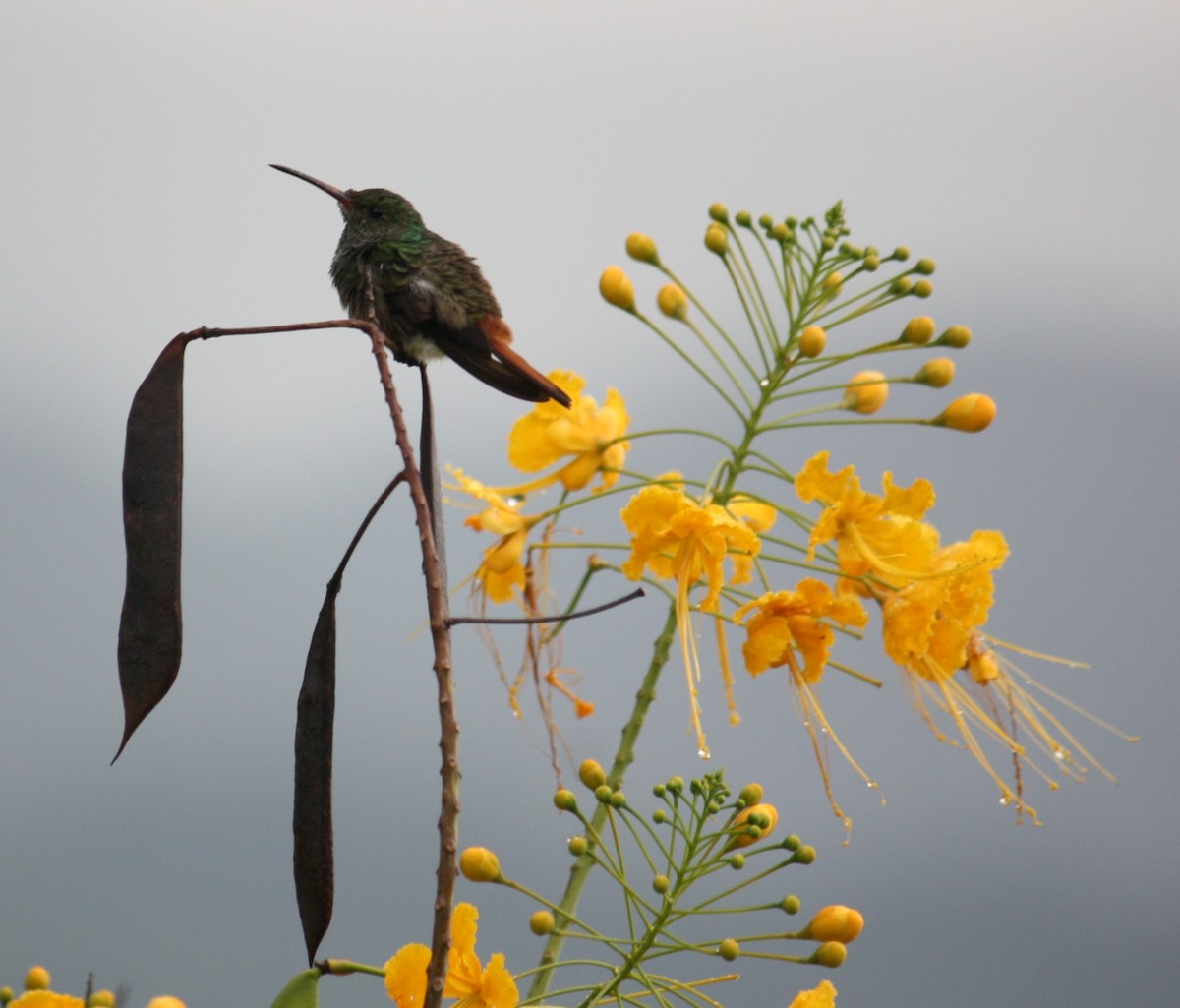Rufous-tailed Hummingbird - ML132182851