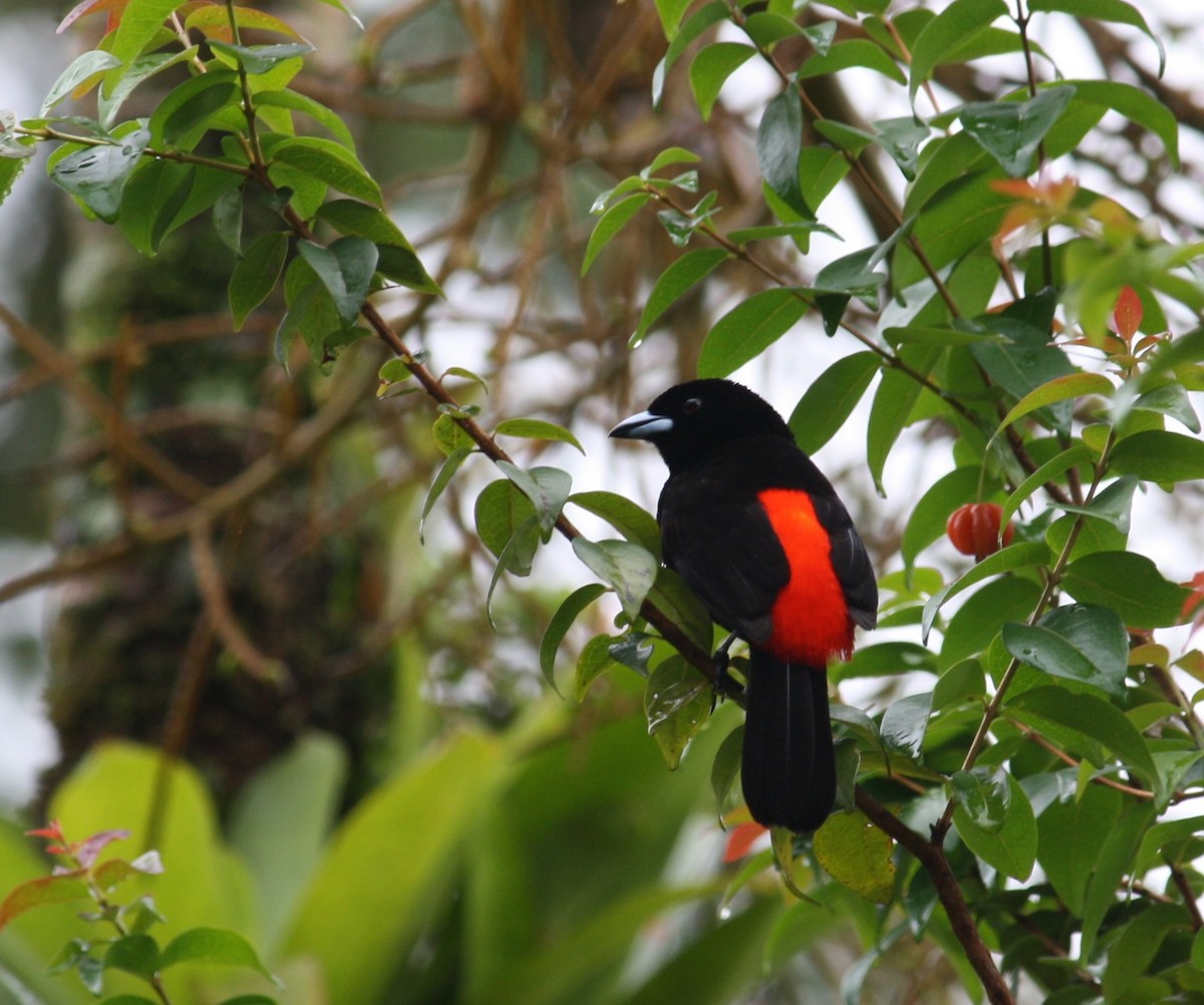 Scarlet-rumped Tanager (Passerini's) - ML132182921