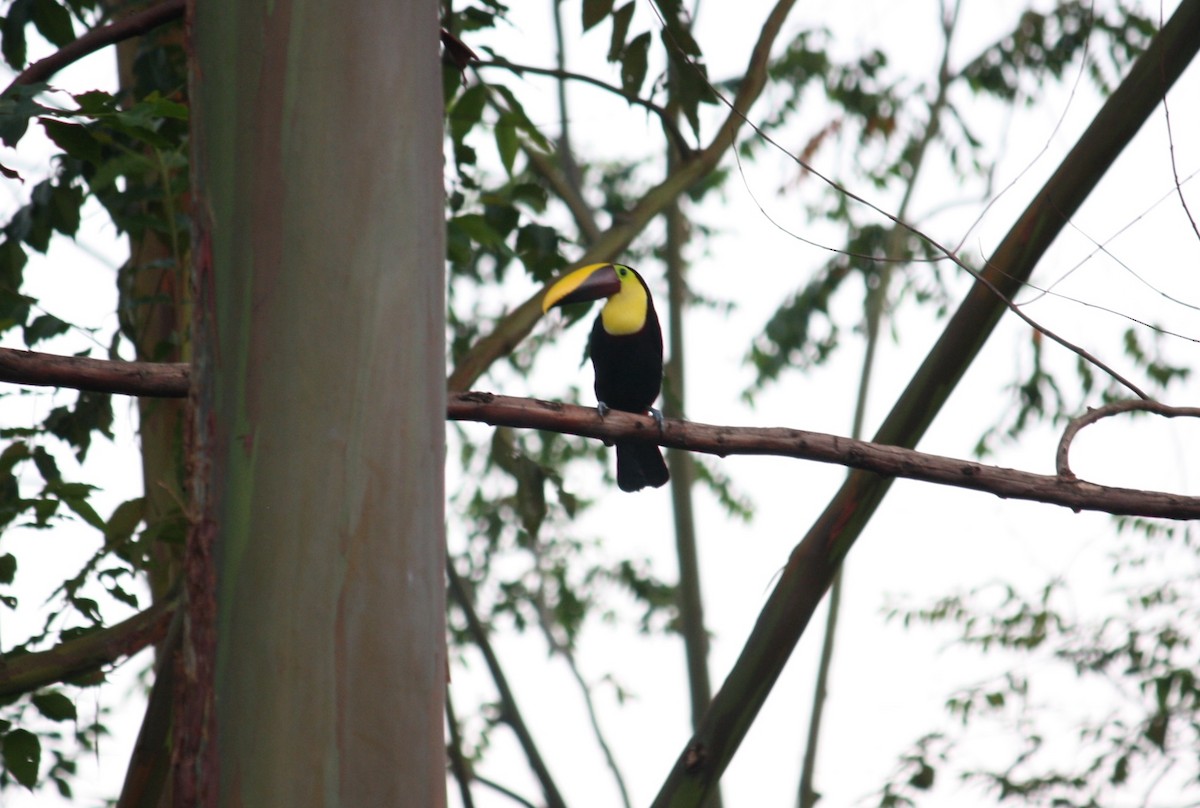 Yellow-throated Toucan (Chestnut-mandibled) - ML132182941