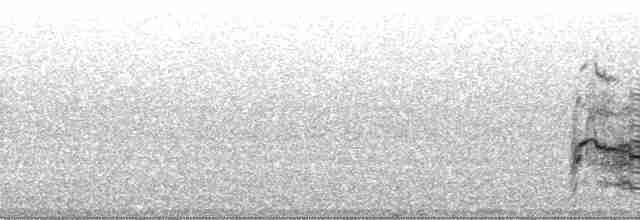 Краснохвостый канюк (harlani) - ML132183