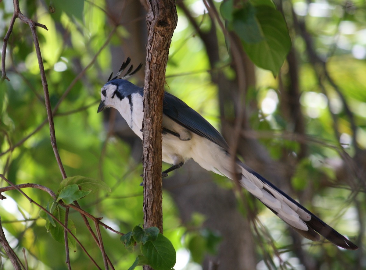 White-throated Magpie-Jay - ML132183421