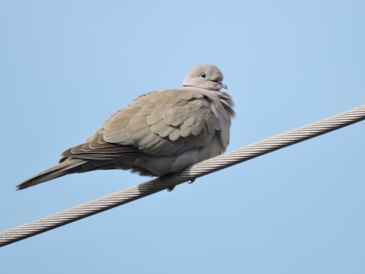 Eurasian Collared-Dove - ML132184491
