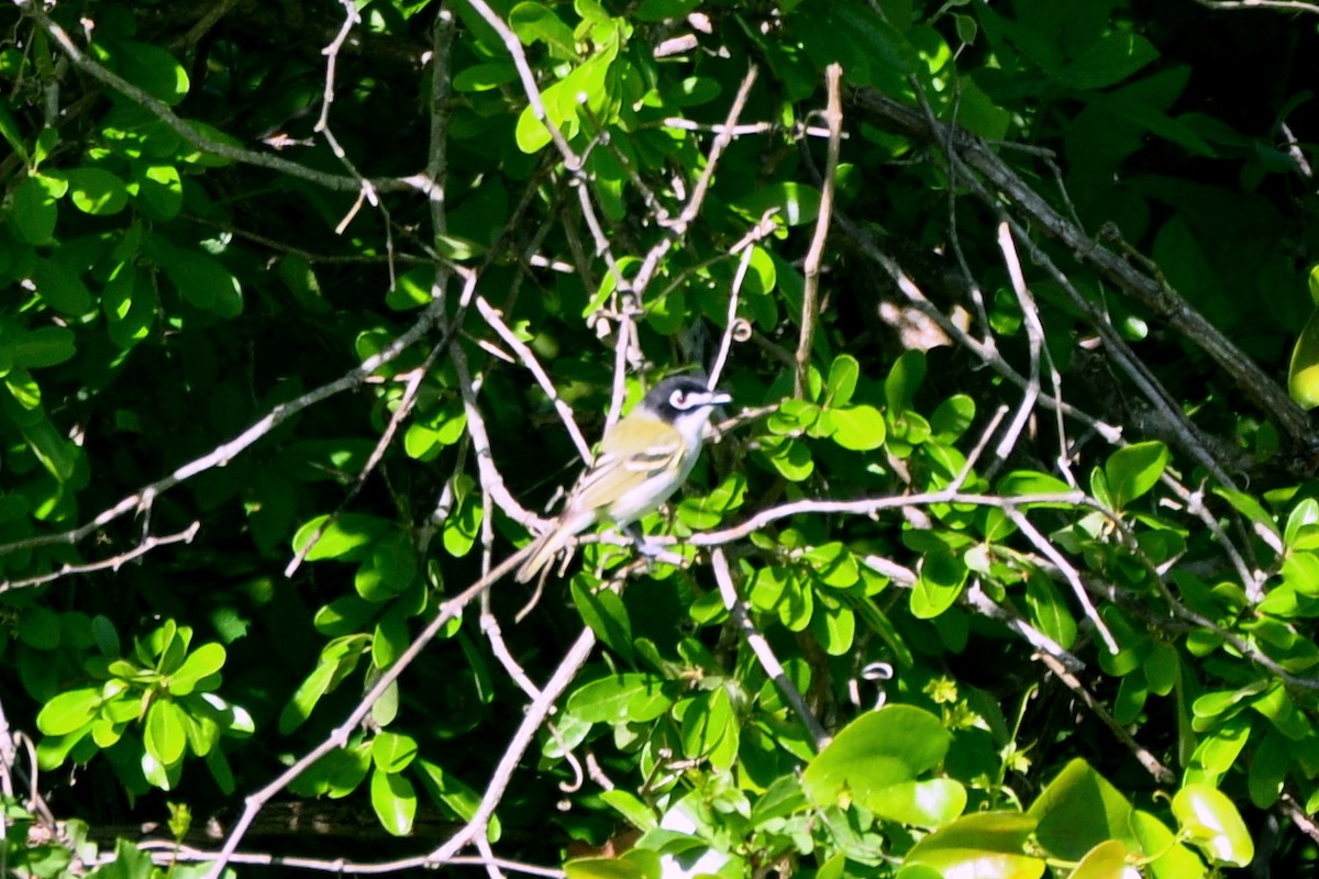 Black-capped Vireo - Ethan Chaffee