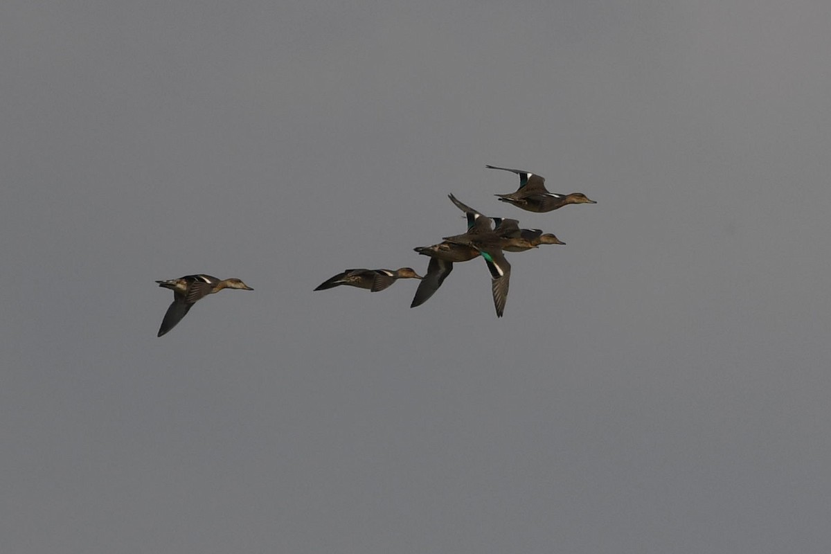 Green-winged Teal - ML132188031