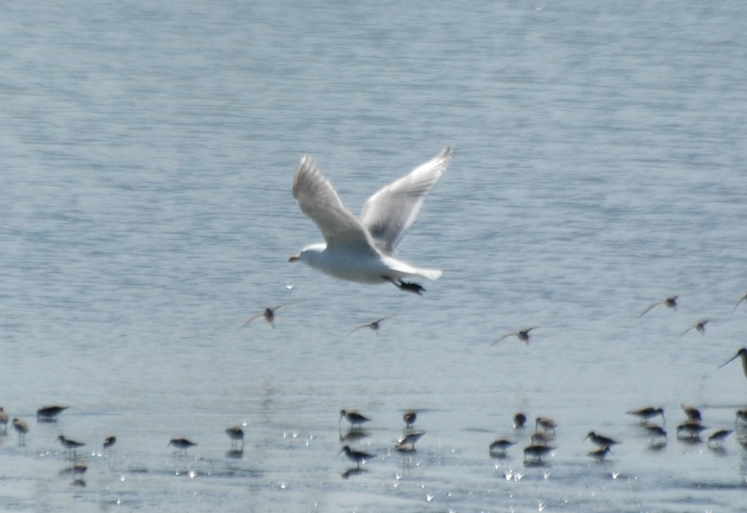Glaucous-winged Gull - Susan Mullaney