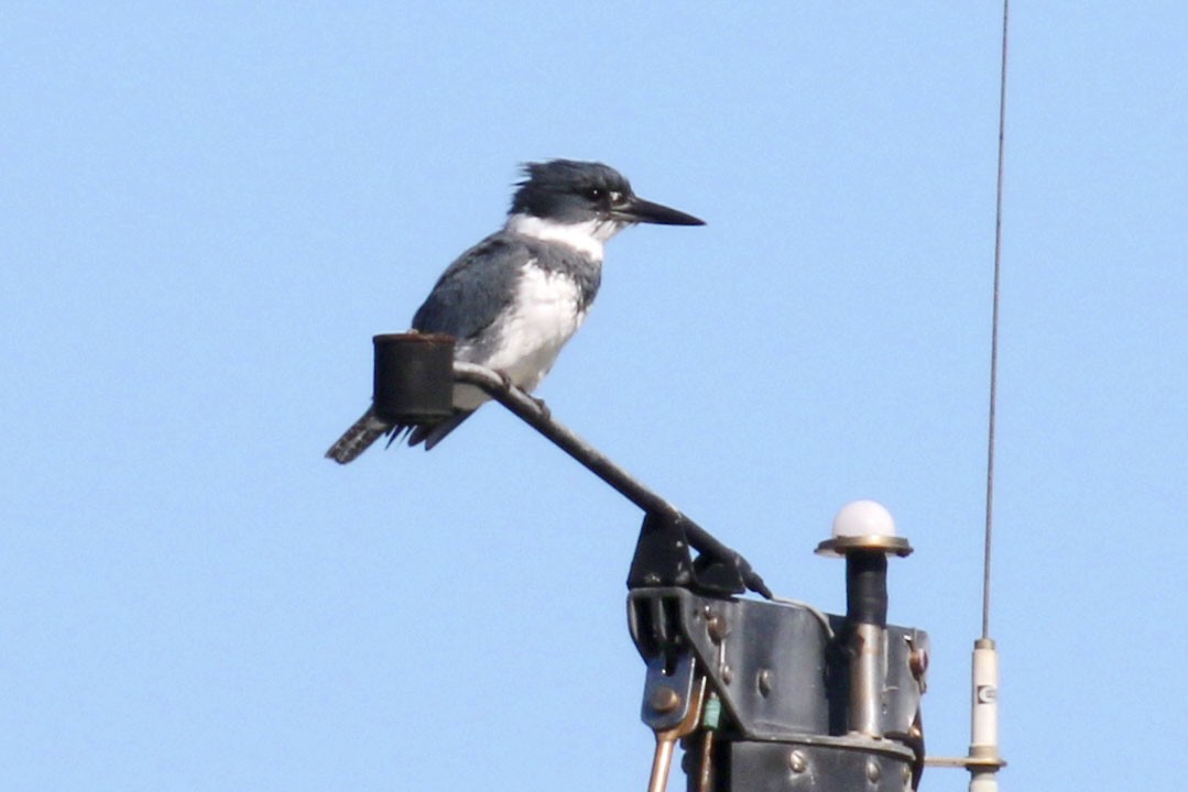 Belted Kingfisher - ML132191001