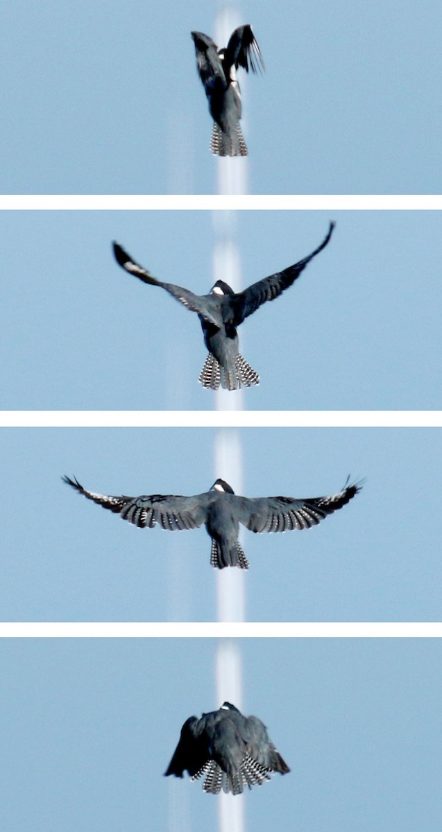 Belted Kingfisher - ML132191011