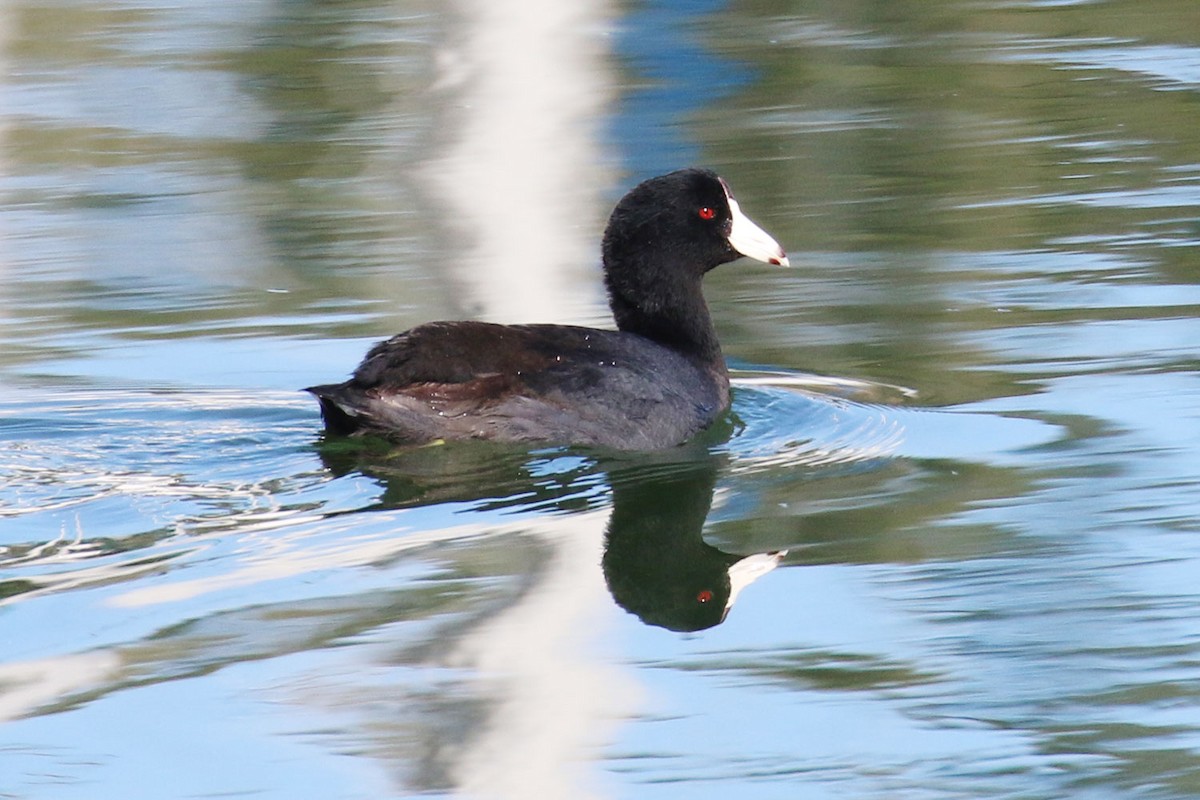 American Coot (Red-shielded) - Susan Mullaney