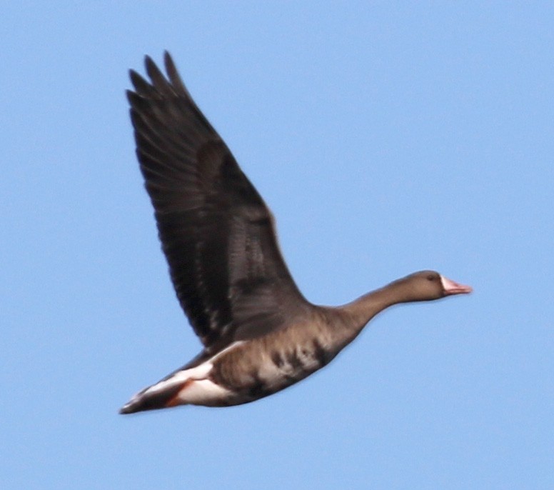 Greater White-fronted Goose - Susan Mullaney