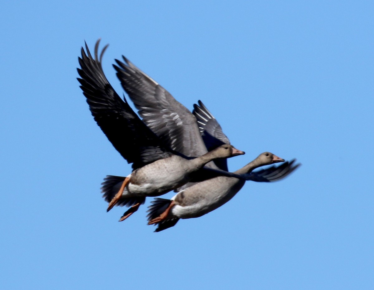 Greater White-fronted Goose - ML132191391